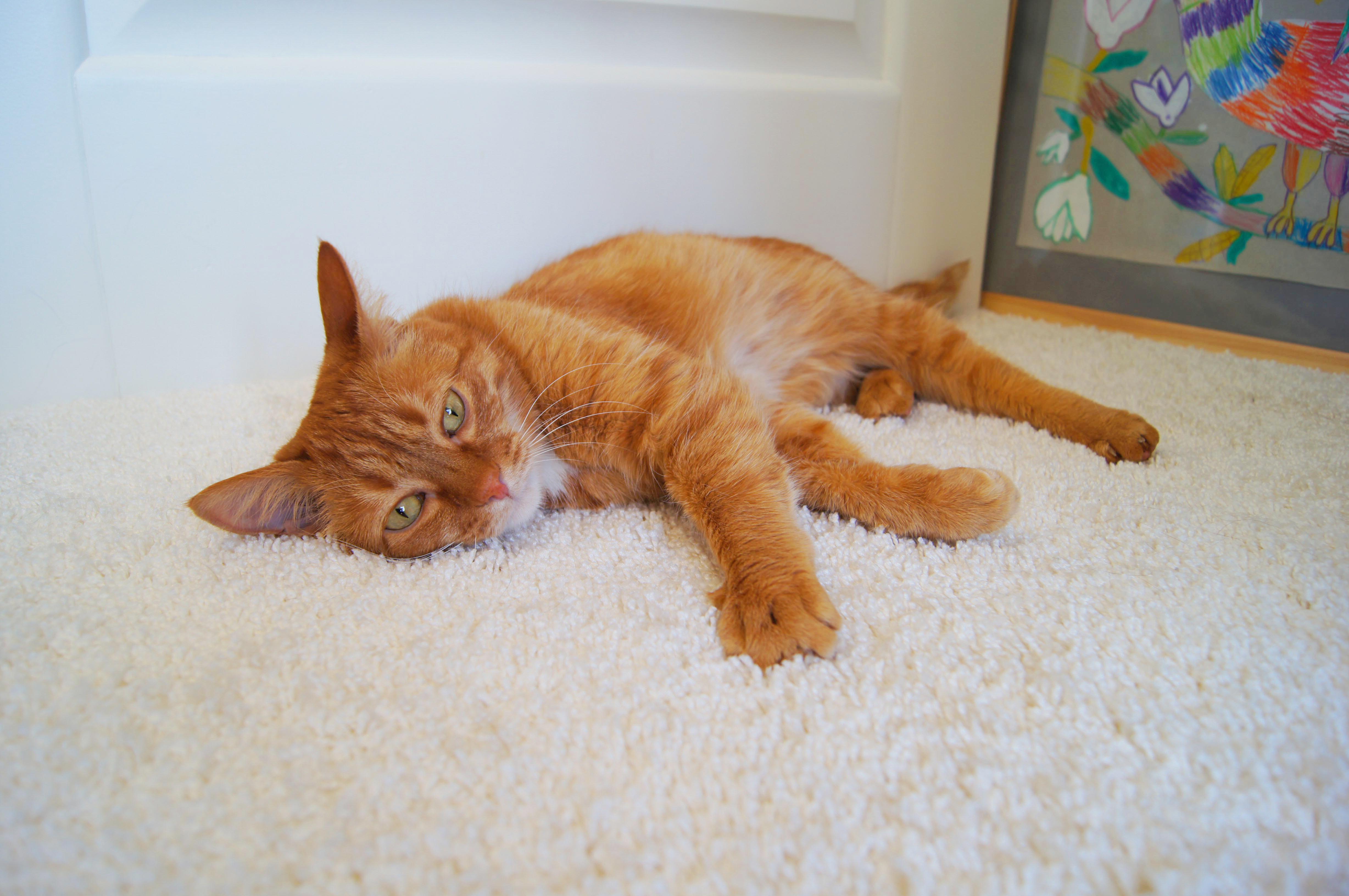 Ковролин "Зартекс" Amarena 140 бежевый (4м) — купить в Калининграде